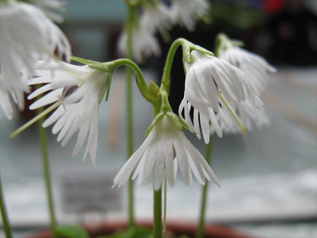 Soldanella alpina 'Alba' 