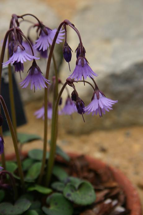 Soldanella carpatica 