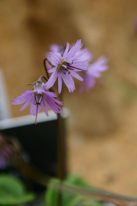 Soldanella dimonei 