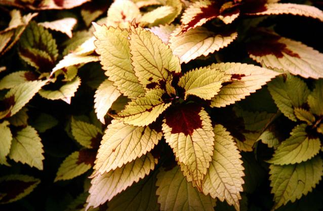 Solenostemon 'Pineapple Beauty' 