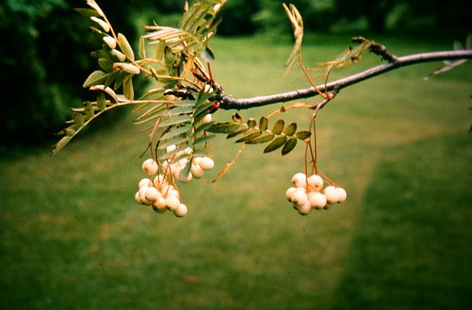 Sorbus cashmeriana 