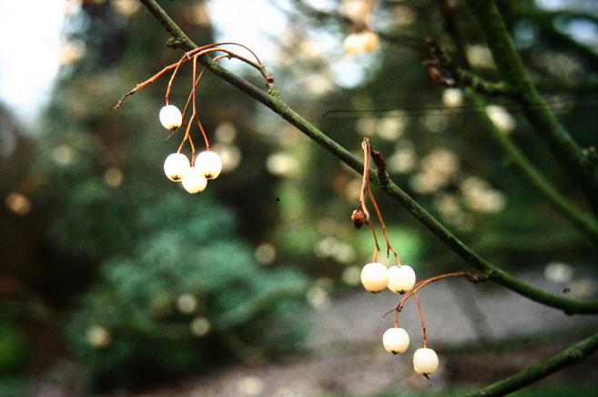 Sorbus cashmeriana 