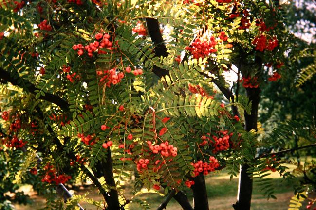 Sorbus poteriifolia 