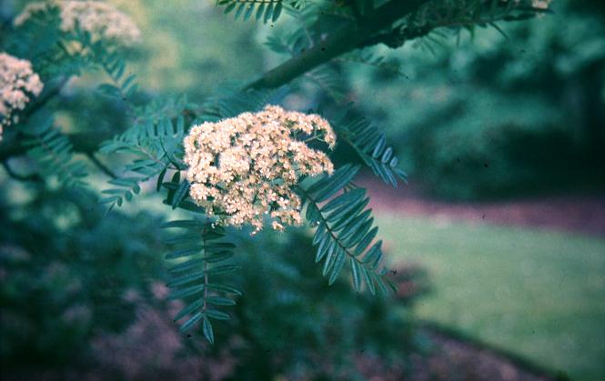 Sorbus scalaris 