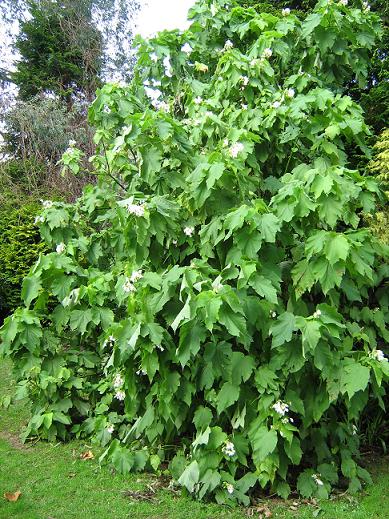 Sparmannia africana 