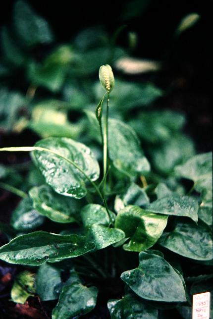 Spathicarpa sagittifolia 