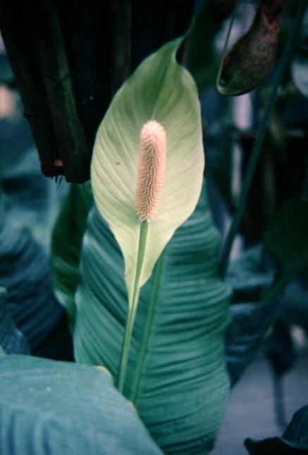 Spathiphyllum cochlearispathum 