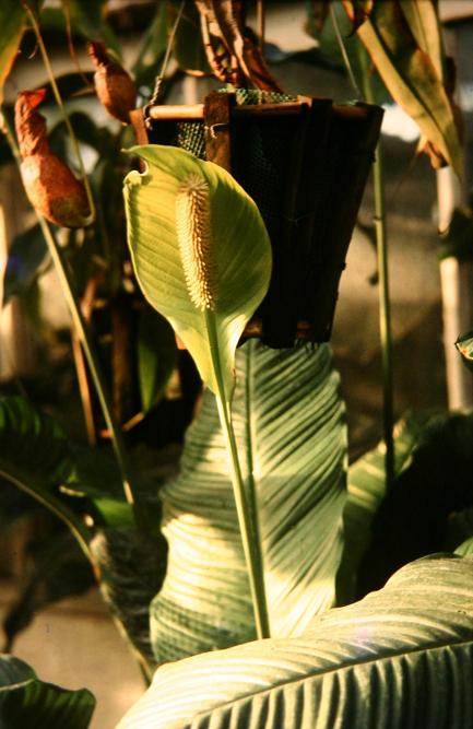 Spathiphyllum cochlearispathum 