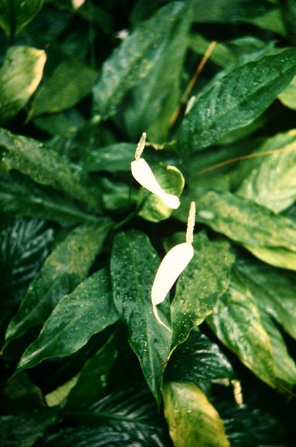 Spathiphyllum patinii 