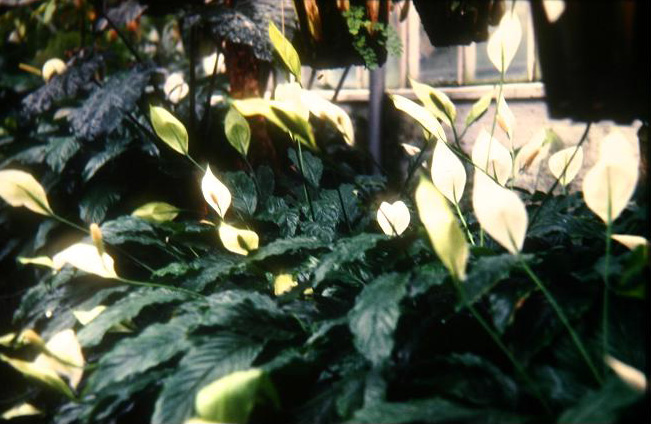 Spathiphyllum wallisii 