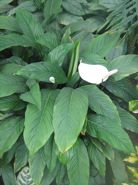 Spathiphyllum wallisii 'Clevelandii' 