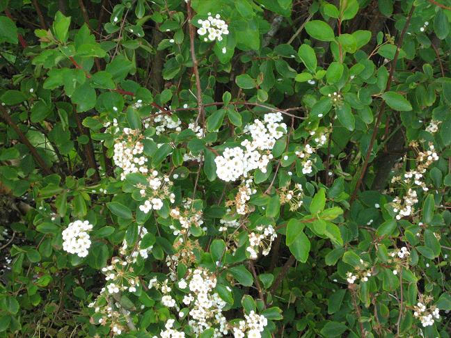 Spiraea arguta 