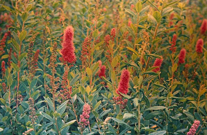 Spiraea douglasii 