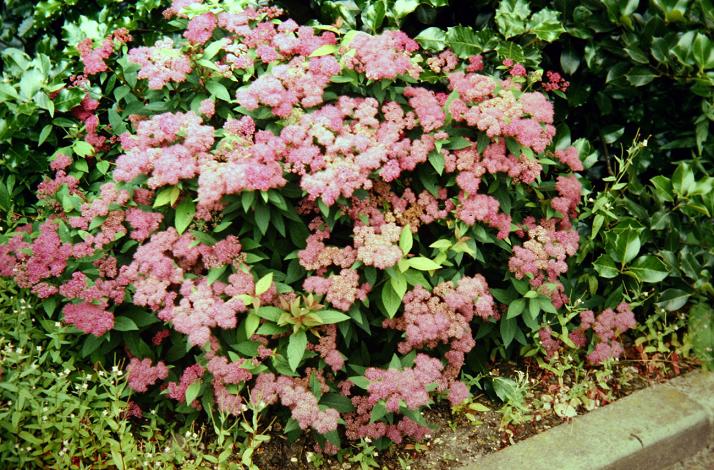 Spiraea japonica 'Anthony Waterer' 