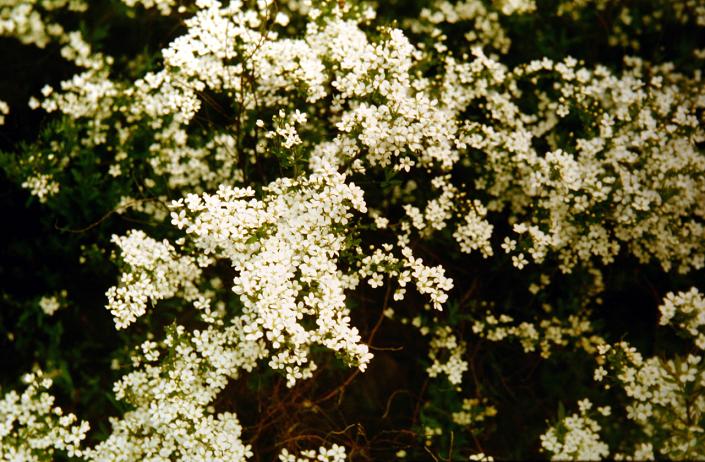 Spiraea thunbergii 