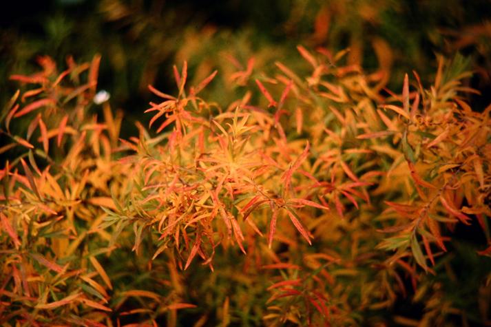 Spiraea thunbergii 