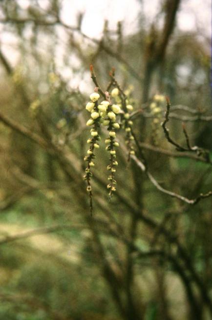 Stachyurus praecox 