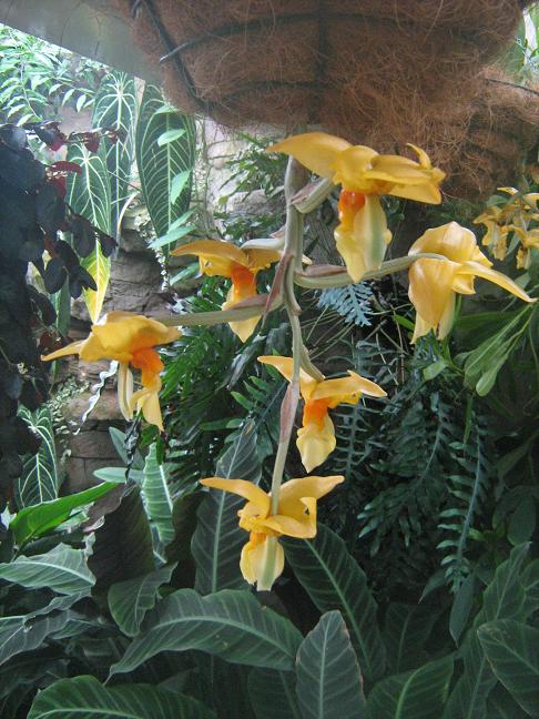 Stanhopea ecornuta 