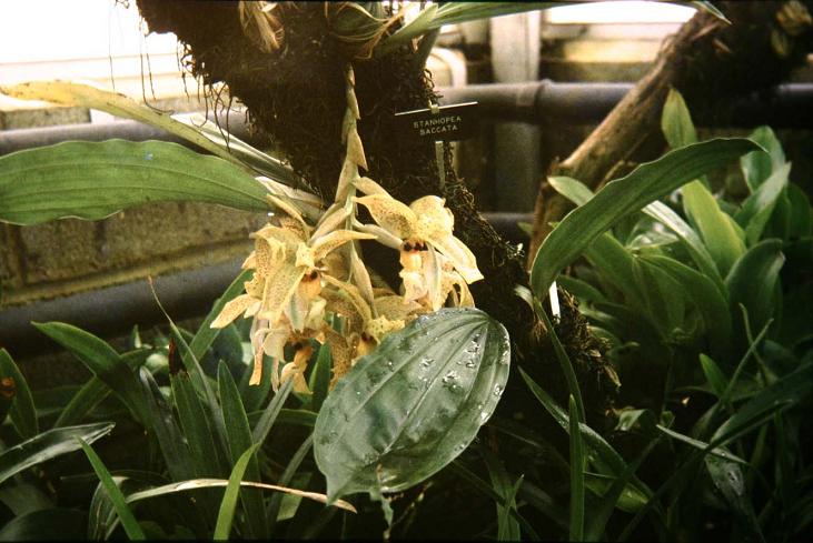 Stanhopea saccata 