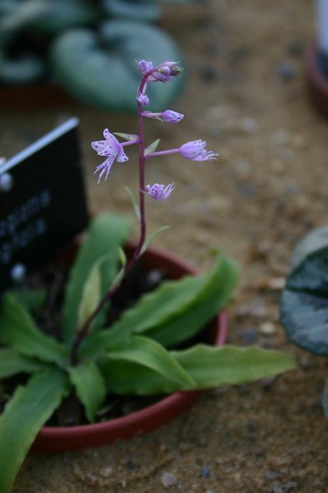 Stenoglottis longifolia 