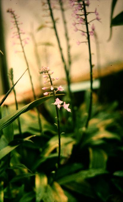 Stenoglottis longifolia 