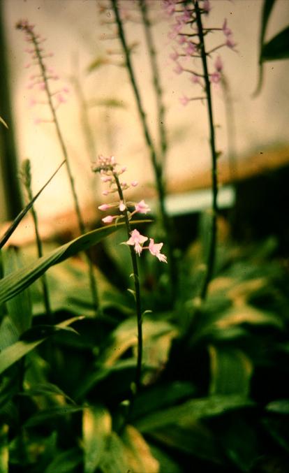 Stenoglottis longifolia 