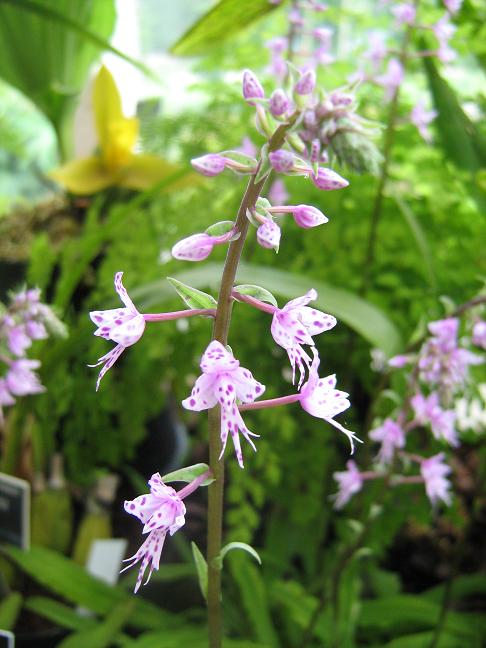 Stenoglottis longifolia 