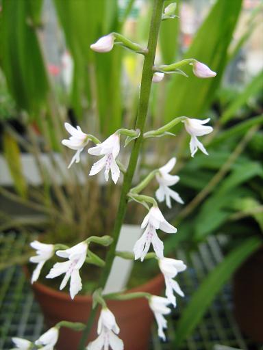 Stenoglottis woodii 