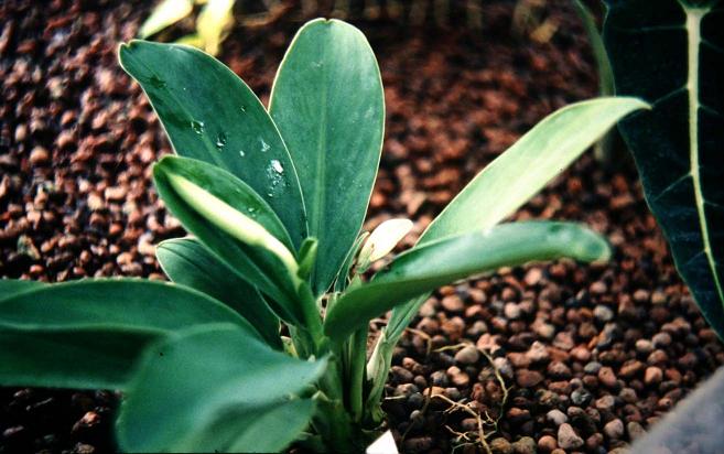 Stenospermation marantifolium 