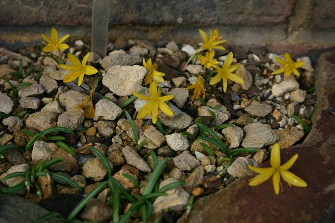 Sternbergia colchiciflora 