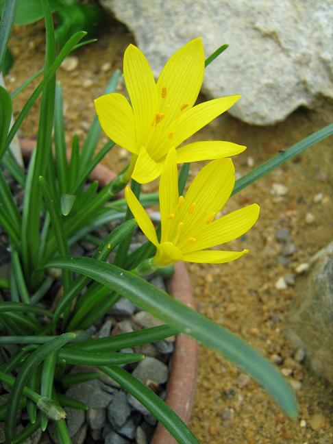 Sternbergia greuteriana 