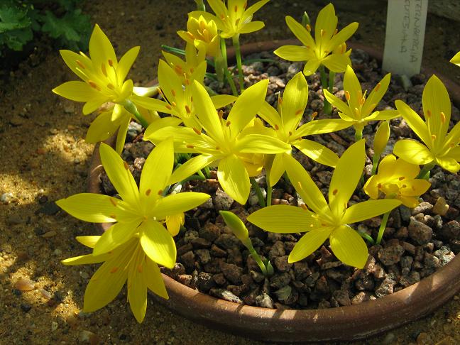 Sternbergia greuteriana 