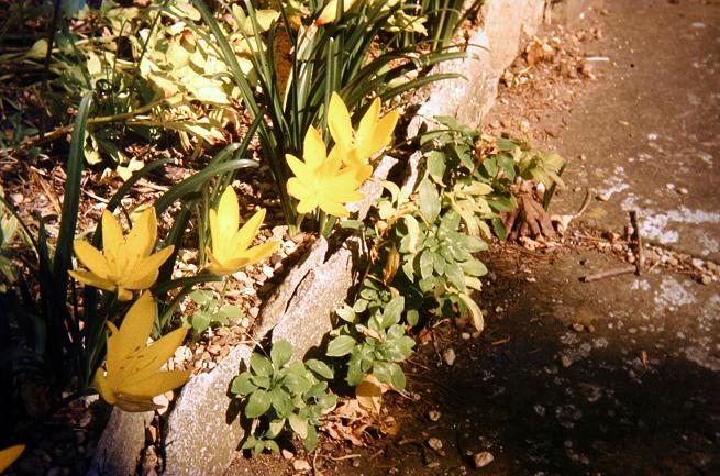 Sternbergia lutea 