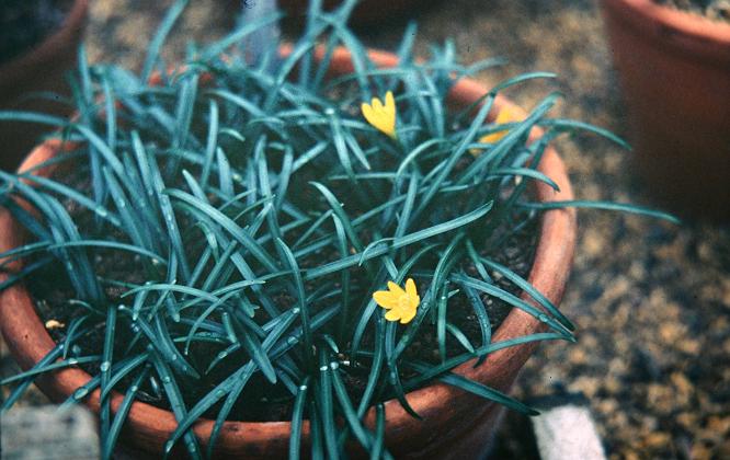 Sternbergia lutea 