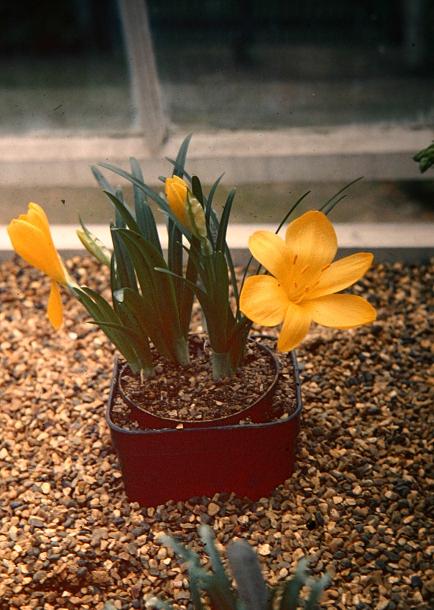 Sternbergia lutea 