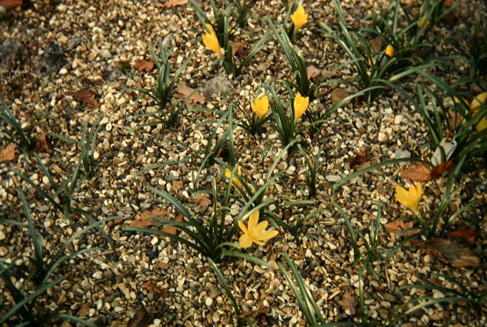 Sternbergia lutea Angustifolia Group 