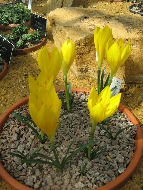 Sternbergia sicula 