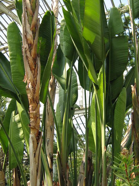 Strelitzia alba 