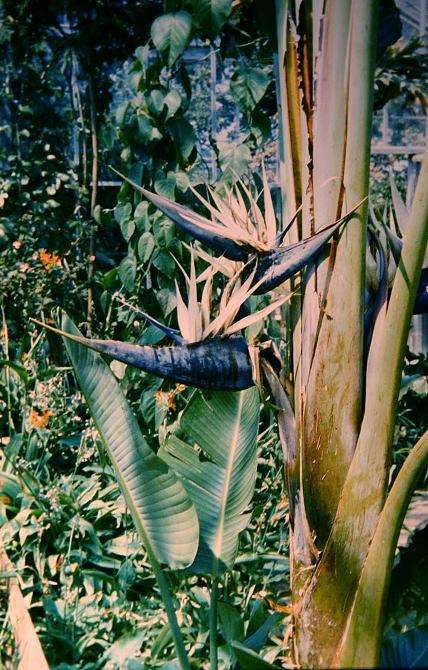 Strelitzia nicolai 