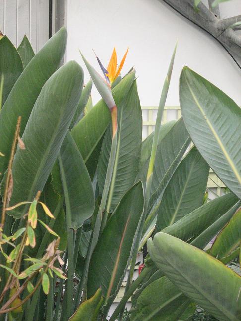 Strelitzia reginae 