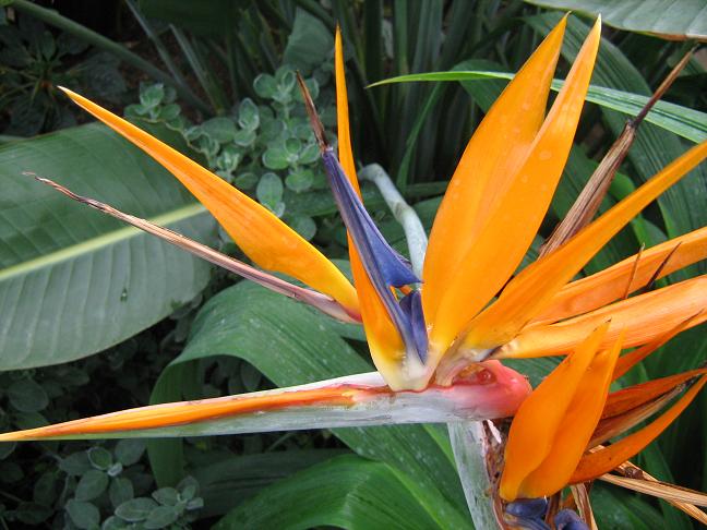 Strelitzia reginae 