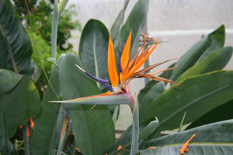 Strelitzia reginae 