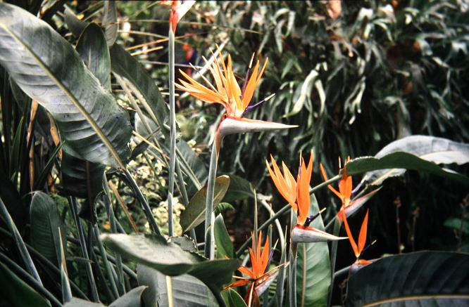 Strelitzia reginae 