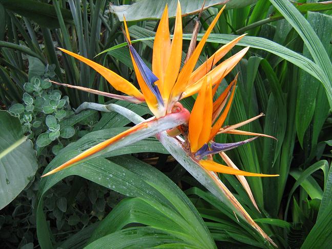 Strelitzia reginae 