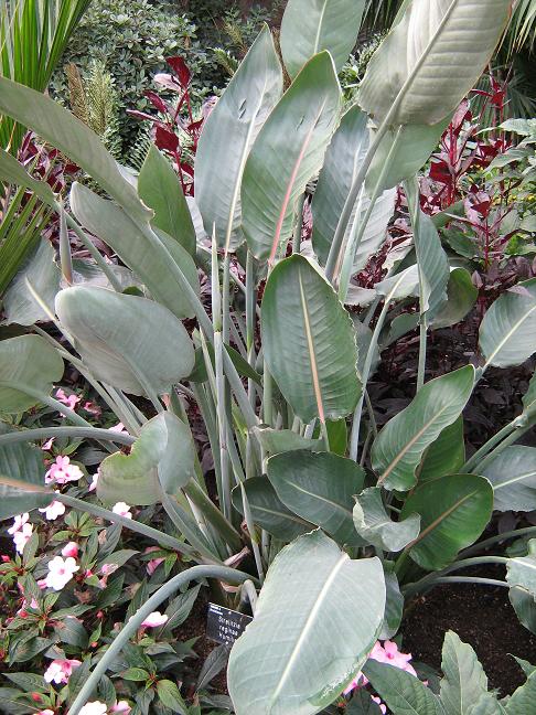 Strelitzia reginae 'Humilis' 