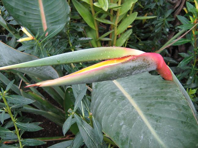 Strelitzia reginae 'Kirstenbosch Gold' 