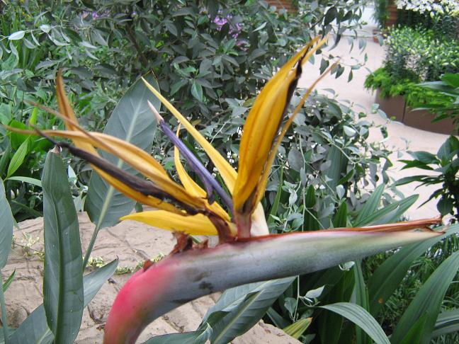 Strelitzia reginae 'Kirstenbosch Gold' 