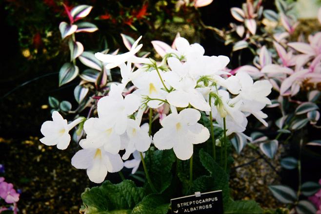 Streptocarpus 'Albatross' 