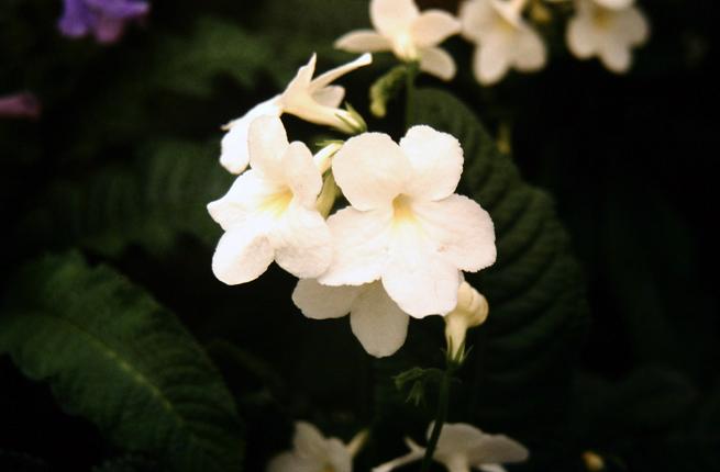 Streptocarpus 'Albatross' 