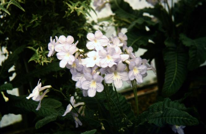 Streptocarpus 'Anne' 